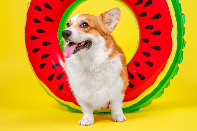 Adorable dog pembroke welsh corgi with a happy face smiling with tongue, relaxing on air mattress swim ring watermelon on a yellow