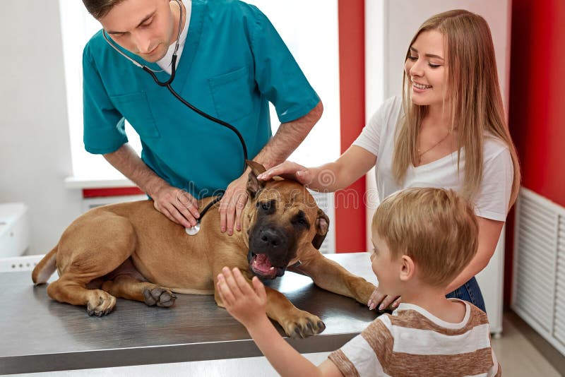 Adorable dog at vet office on medical checkup by professional vet doctor