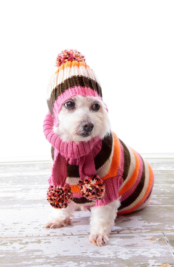 Adorable dog wearing winter sweater