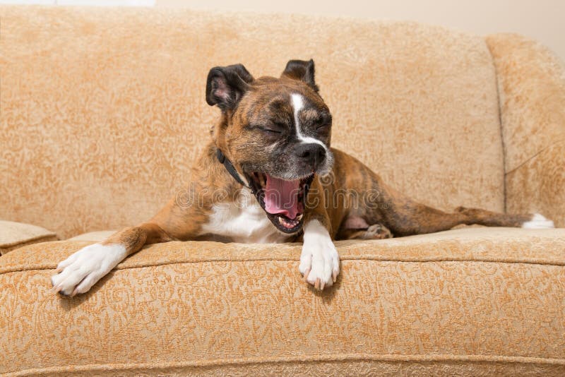 Yawning Boxer Puppy Dog with Tongue Sticking Out Stock Photo Image of