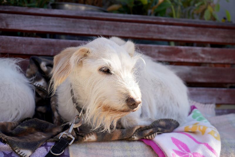 Adorable domestic white furry dog with a leash on the bench. The adorable domestic white furry dog with a leash on the bench royalty free stock photo