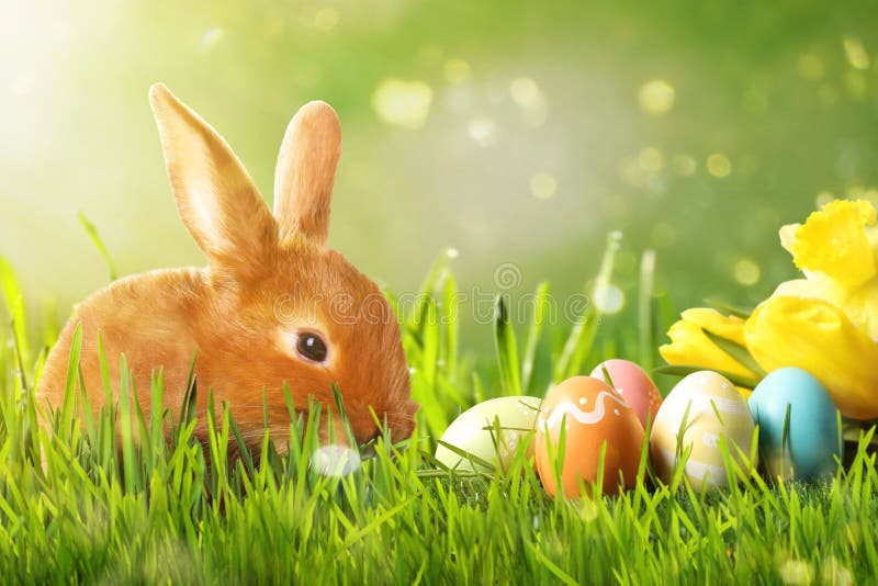 Adorable Easter bunny and colorful eggs on green grass