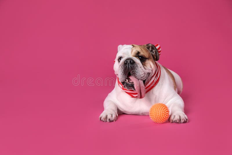 Adorable English bulldog with on pink background, space for text royalty free stock photo Adorable English bulldog with on pink background, space for text royalty free stock photo