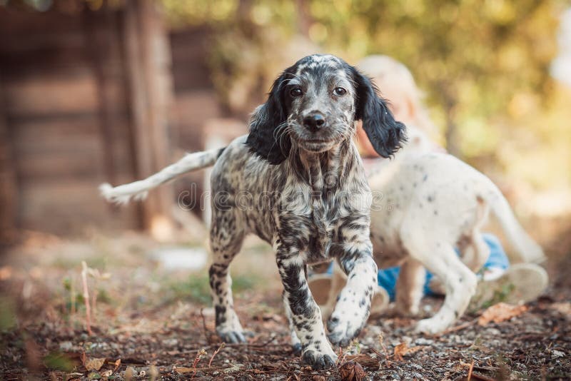 english setter puppies