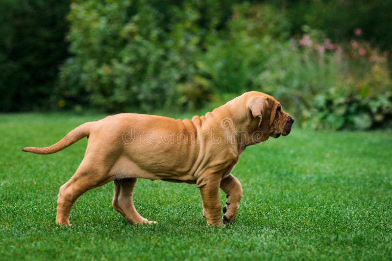 Adorable Fila Brasileiro Puppy Portrait Stock Photo - Image of security,  puppy: 134243902