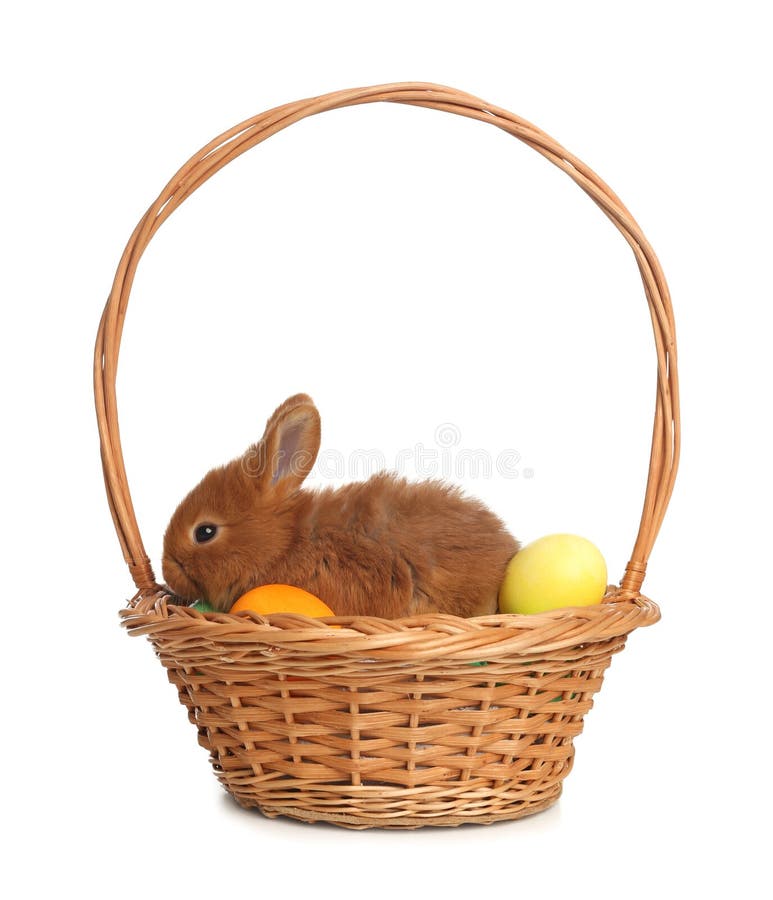 Adorable Fluffy Bunny in Wicker Basket with Easter Eggs Isolated Stock Image Image of april