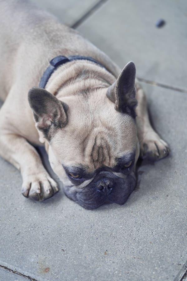 Adorable French Bulldog Face Stock Image - Image of bulldog, beige ...