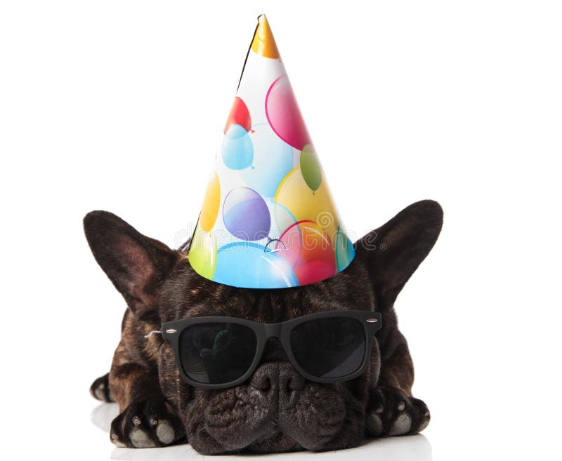 Adorable french bulldog wearing birthday hat and sunglasses resting. On white background royalty free stock image Adorable french bulldog wearing birthday hat and sunglasses resting. On white background royalty free stock image