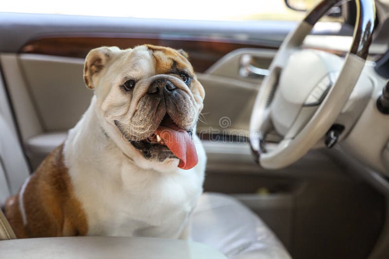Adorable Funny English Bulldog Inside Car Stock Image