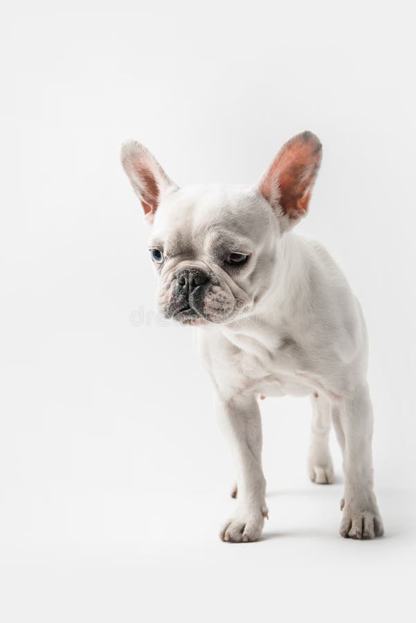 Adorable funny french bulldog puppy standing stock photography Adorable funny french bulldog puppy standing stock photography