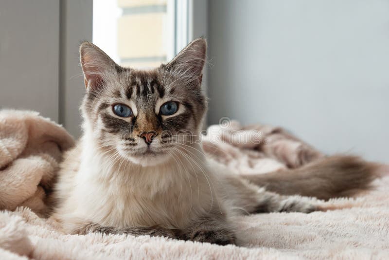 Adorable furry cat of seal lynx point color with blue eyes is lying on a pink blanket near to the window. royalty free stock images Adorable furry cat of seal lynx point color with blue eyes is lying on a pink blanket near to the window. royalty free stock images