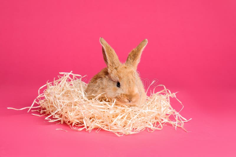 Adorable furry Easter bunny with decorative straw stock image