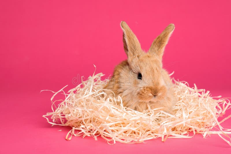 Adorable furry Easter bunny with decorative straw on color background royalty free stock photos