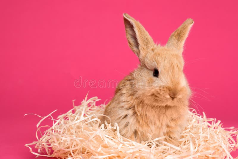 Adorable furry Easter bunny with decorative straw royalty free stock photography