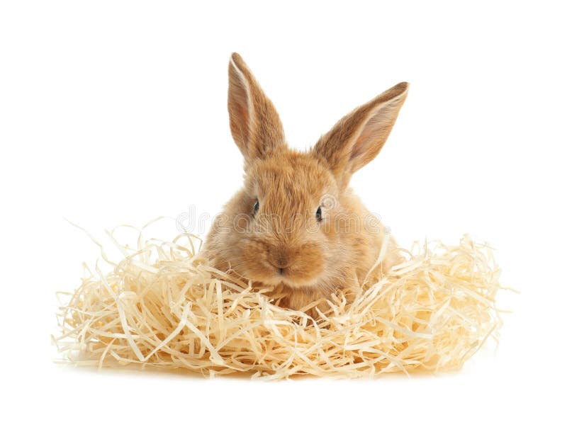Adorable furry Easter bunny with decorative straw on white royalty free stock image