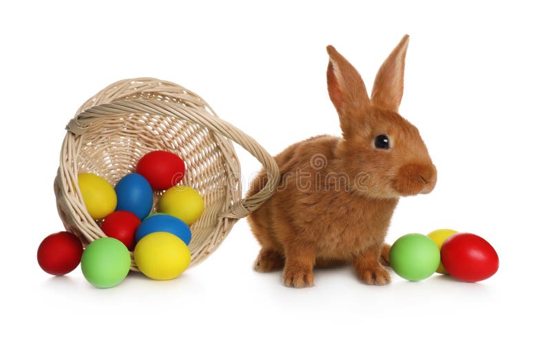 Adorable furry Easter bunny near wicker basket with dyed eggs on white background stock image