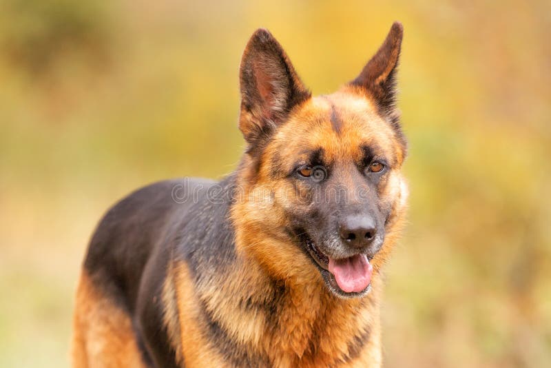 Adorable German shepherd standing in autumn park