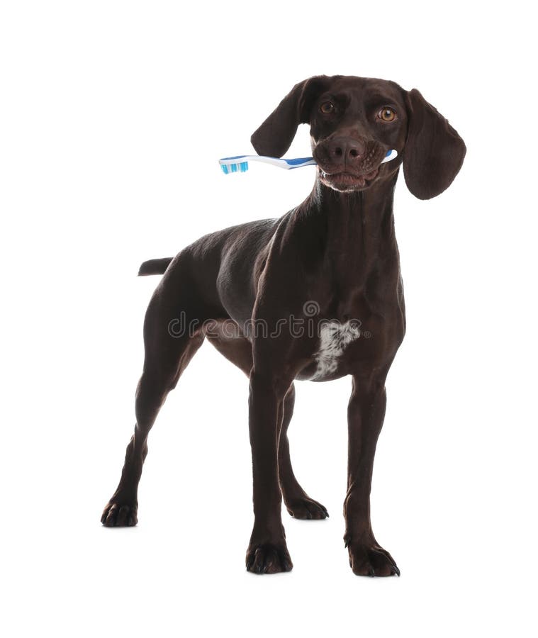 standing dog toothbrush