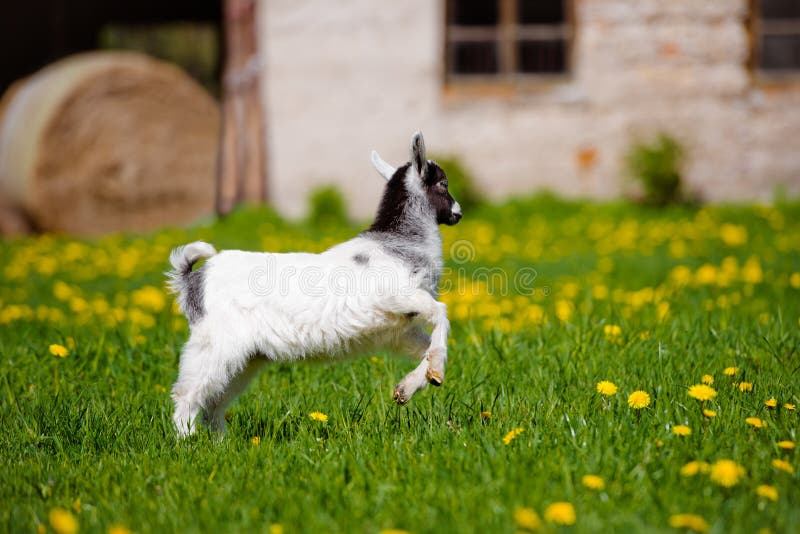 Adorable Goat Kid Walking Outdoors Stock Image Image of goat, baby