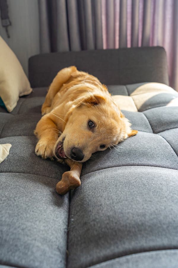 Little golden retriever playing with tasty rawhide bone on sofa royalty free stock photos Little golden retriever playing with tasty rawhide bone on sofa royalty free stock photos