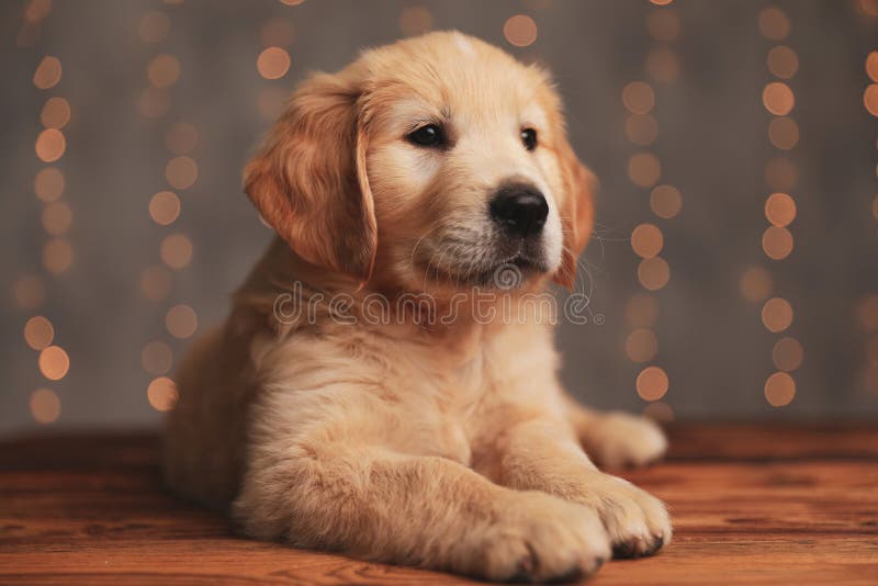 Adorable Golden Retriever Puppy Laying Down and Looking To Side Stock Image  - Image of golden, lying: 186087335