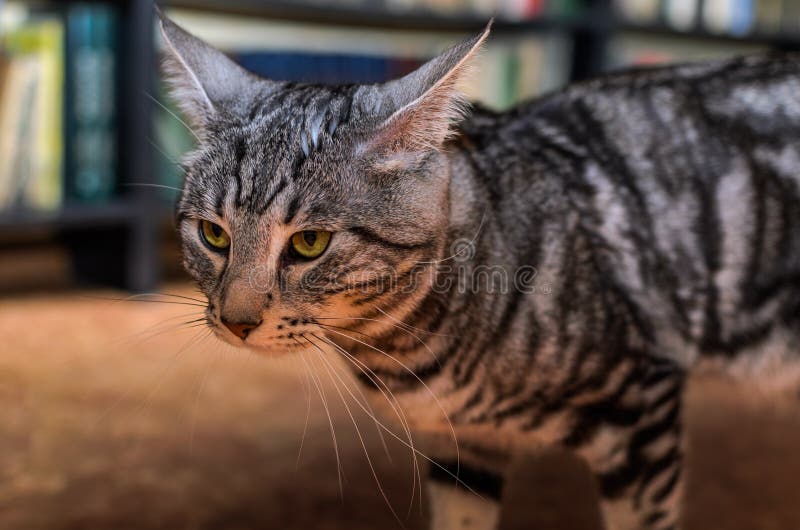 Adorable Gray Striped Cat at Home Stock Image - Image of portrait