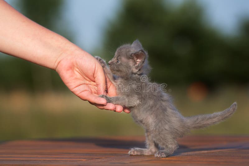 Adorable Grey Maine Coon Kitten Outdoors Stock Photo Image of coon
