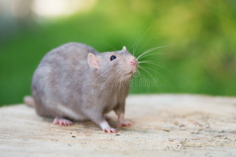 Adorable Grey Pet Rat Posing Outdoors Stock Image Image of looking