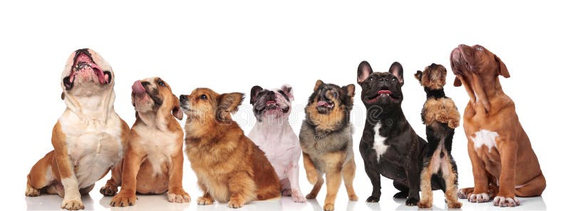 Adorable group of eight curious dogs looking up stock photos Adorable group of eight curious dogs looking up stock photos