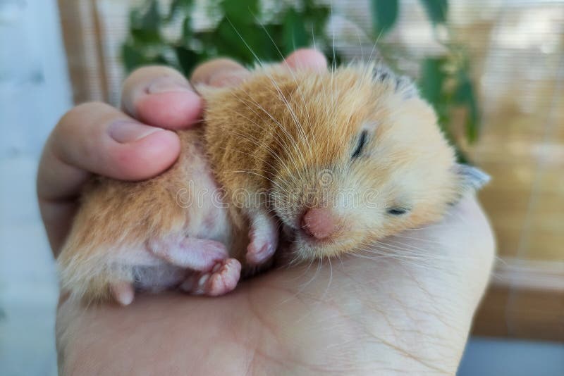 Adorable Hamster Sleeping in the Hand Stock Photo Image of hand, cute