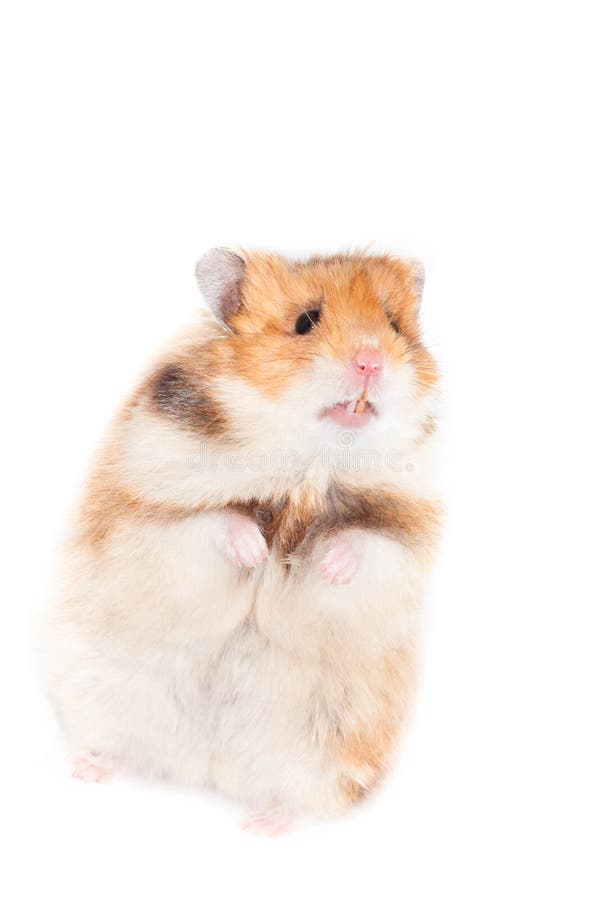 hamster stand