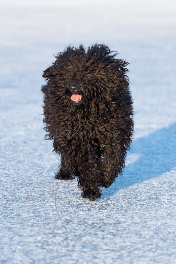 Adorable hungarian dog breed, puli royalty free stock image Adorable hungarian dog breed, puli royalty free stock image