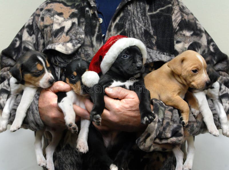 Adorable Hunting Dog for Christmas