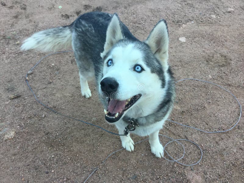 Beautiful Alaskan husky royalty free stock photography