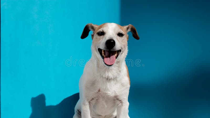 Adorable jack russell terrier chiot avec langue en bleu banque de vidéos