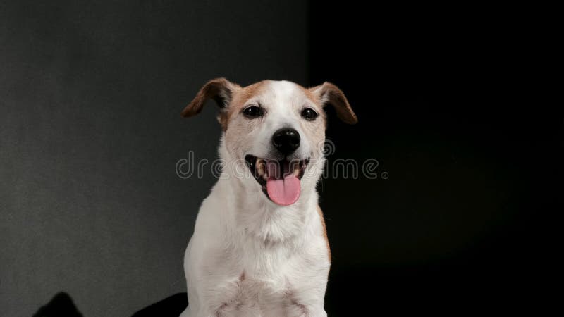 Adorable jack russell terrier chiot avec langue sur noir clips vidéos