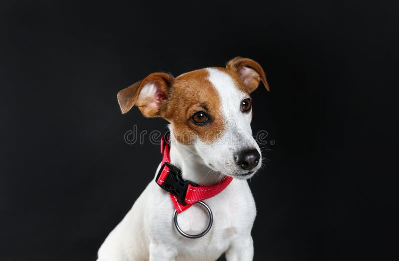 Adorable Jack Russell Terrier with Collar on Black Background Stock