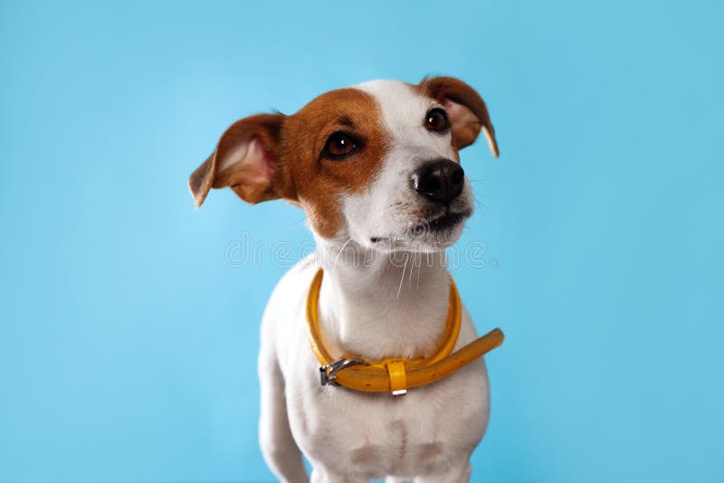 Adorable Jack Russell Terrier with Collar on Light Blue Background