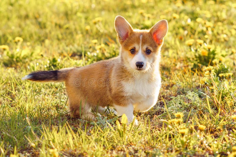 Adorable Corgi puppy standing on verdant lawn where dandelions grow. Short doggy with reddish white coat and black fur on tail travelling in sunny area outdoor. Adorable Corgi puppy standing on verdant lawn where dandelions grow. Short doggy with reddish white coat and black fur on tail travelling in sunny area outdoor.