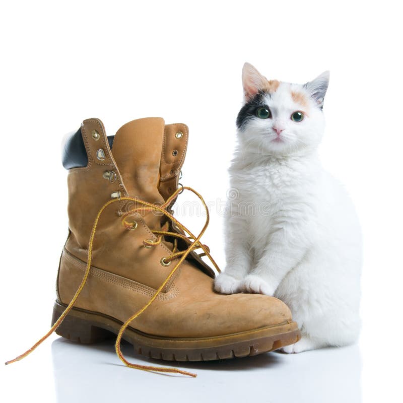 Adorable little kitten standing near a boot isolated on white background. Adorable little kitten standing near a boot isolated on white background