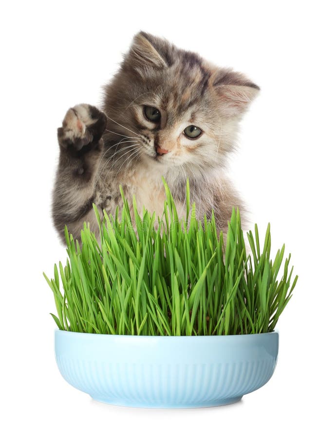 Adorable Kitten and Ceramic Bowl with Fresh Green Grass on White