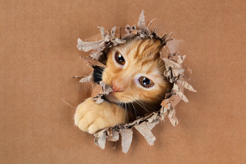 Adorable kitten clawing and biting at hole in cardboard box. Ginger tabby cat royalty free stock photo