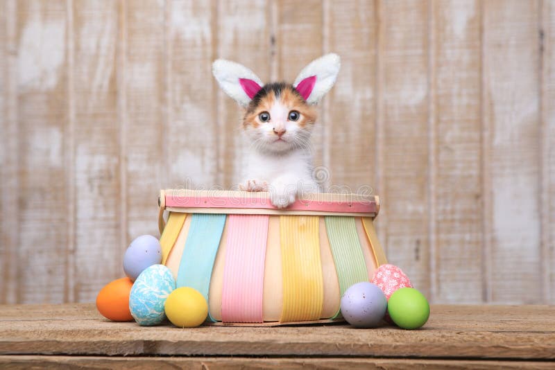 Adorable Kitten Inside an Easter Basket Wearing Bunny Ears Stock Image