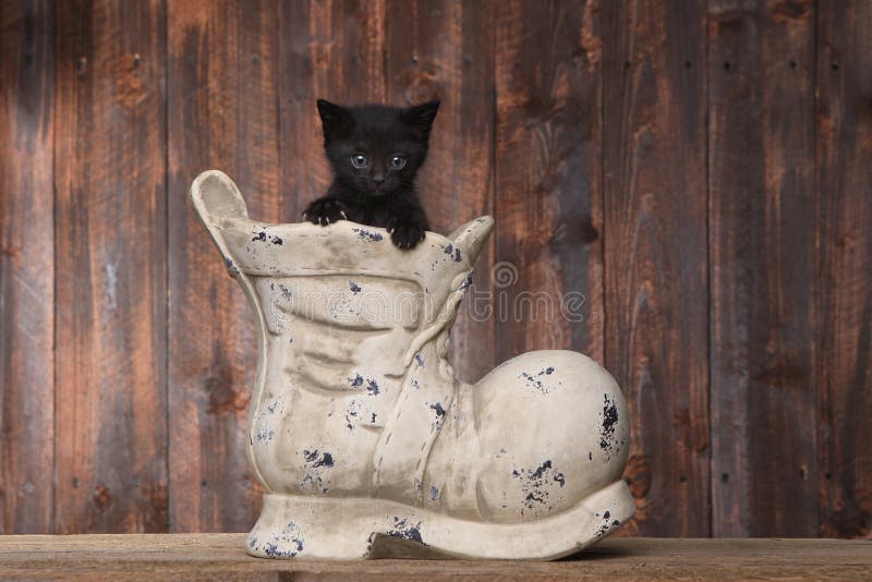 Cute Kitten in an Old Boot Shoe On Wood Background. Cute Kitten in an Old Boot Shoe On Wood Background