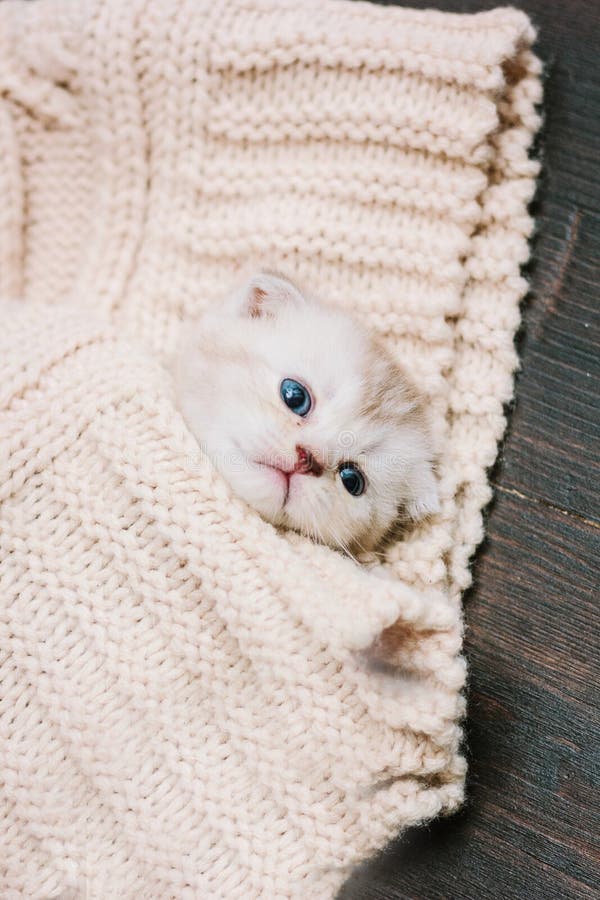 Adorable Kitten in a Warm Wool Blanket Stock Image Image of pets
