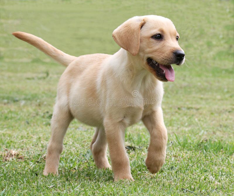 Adorable Labrador Puppy on Green Grass Stock Image Image of green
