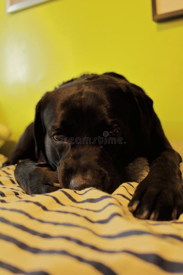Adorable Labrador Retriever Lying on the Bed Indoors Stock Image