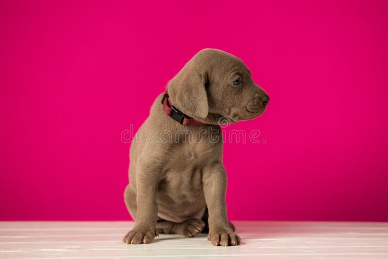 Adorable adorable lindo weimaraner puppy con fondo rosa
