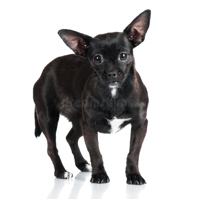 Adorable little black dog stock image ...