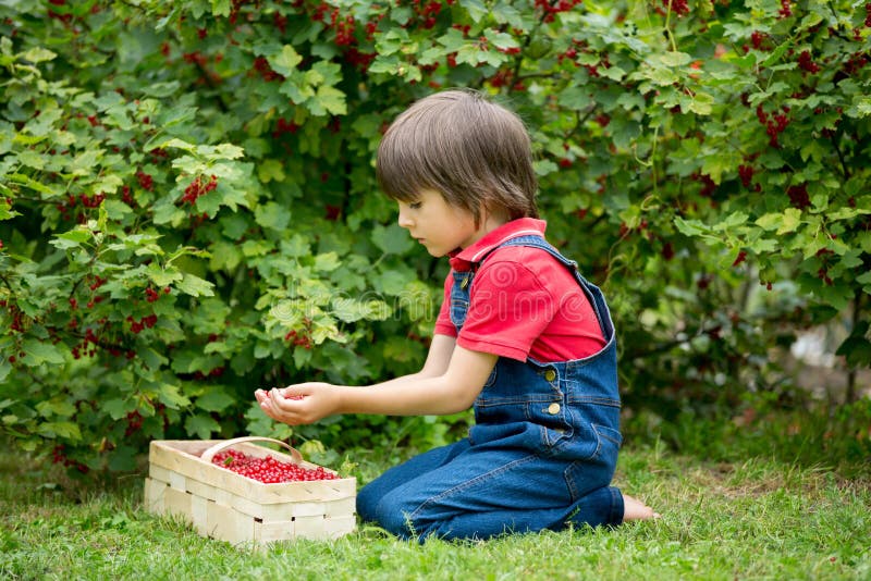 Adorable little boy, holding red currants in a garden